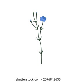 Blooming flax flower. Field floral plant with blue blossomed and unblown buds, stem. Modern botanical drawing of Linum usitatissimum. Colored flat vector illustration isolated on white background