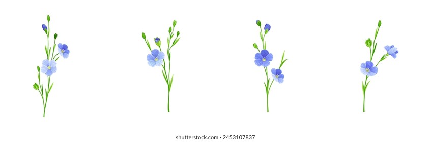 Blooming Flax Flower Plant with Green Stem Vector Set