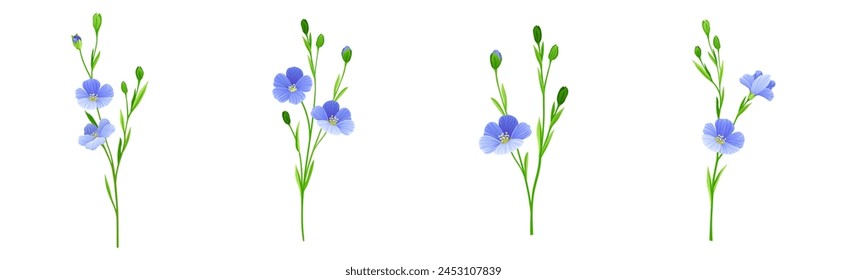 Blooming Flax Flower Plant with Green Stem Vector Set