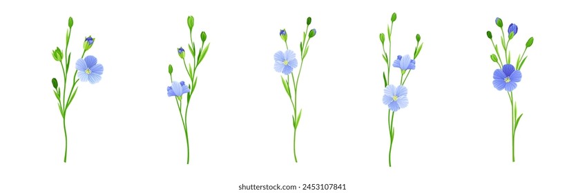 Blooming Flax Flower Plant with Green Stem Vector Set