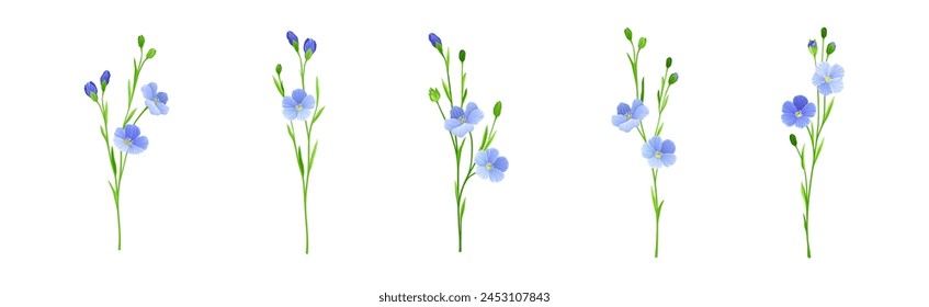 Blooming Flax Flower Plant with Green Stem Vector Set