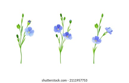 Blooming flax flowers set. Floral design element for greeting card, wedding invitation. Organic healthy product vector illustration