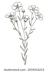 Blooming flax plant hand drawn vector