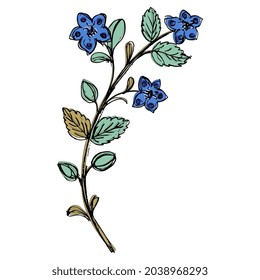 Blooming floral branch with green leaves and blue flowers. Medieval illuminated manuscript design. Hand drawn colorful rough sketch. Folk style.