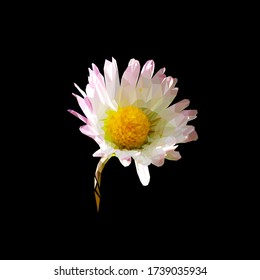 a blooming flower Bud a Daisy stylized from triangles colored