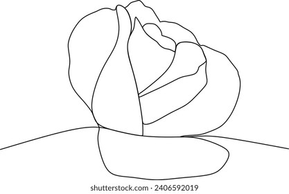 a blooming flower drawn with vectors