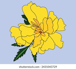 Blooming flower head. The growth is yellow, drawn close-up. A wildflower has petals, stamens and leaves. The drawing can be used as decoration.