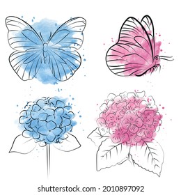 Blooming flower hydrangea with butterfly on white background.