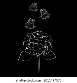 Hidrangea floral floreciente con mariposa sobre fondo blanco.