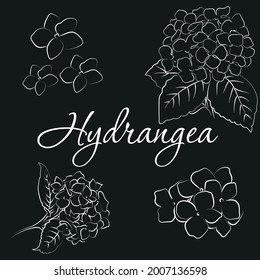 Blooming flower hydrangea on black background.