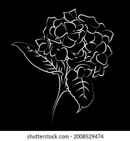 Hidrangea floreciente sobre fondo negro.