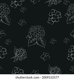 Blooming flower hydrangea on black background.