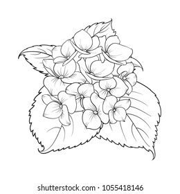 Blooming flower hydrangea on white background. Mop head hydrangea flower isolated against white. Beautiful flowers in style of engraving. Vector illustration.