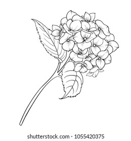Blooming flower hydrangea on white background. Mop head hydrangea flower isolated against white. Beautiful flowers in style of engraving. Vector illustration.