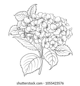 Blooming flower hydrangea on white background. Mop head hydrangea flower isolated against white. Beautiful flowers in style of engraving. Vector illustration.