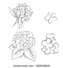 Blooming flower hydrangea on white background.