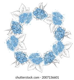 Blooming flower hydrangea on white background.