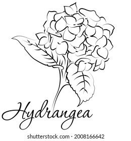 Blooming flower hydrangea on white background.