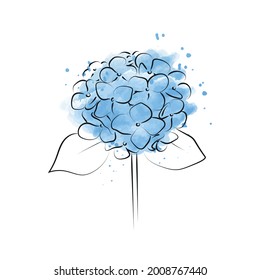 Blooming flower hydrangea on white background.
