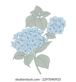Blühende Hydrangea auf weißem Hintergrund. Blaue Blumen einzeln auf Weiß. Vektorgrafik.