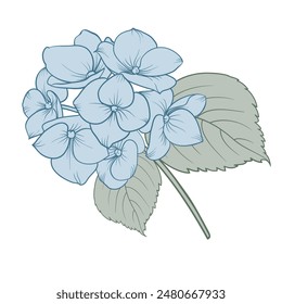 Blooming flower hydrangea on white background. Blue flowers isolated on white. Vector illustration.