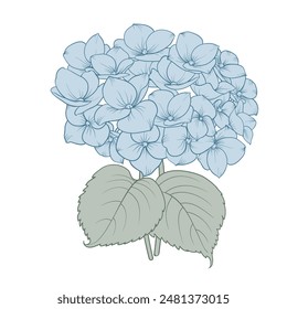 Blooming flower hydrangea on white background. Blue flowers isolated on white. Vector illustration.