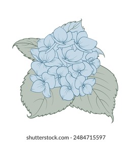 Blooming flower hydrangea on white background. Blue flowers isolated on white. Vector illustration.