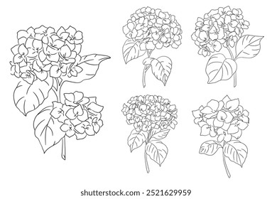 Blooming flower hydrangea on white background. 