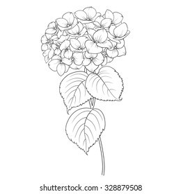 Hidrangea floral floreciente sobre fondo blanco. Flor de cabeza de mopa hidrangea aislada contra el blanco. Hermosas flores en estilo de grabado. Ilustración vectorial.