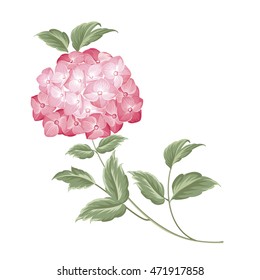 Hidrangea floral floreciente sobre fondo blanco. Flor de hortensia individual. Flor de cabeza de mopa hidrangea aislada contra el blanco. Ilustración vectorial.