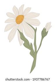 Flor floreciente, manzanilla silvestre aislada con pétalos y hojas, tallo y brotes. Hierbas y flores aromáticas de primavera o verano. Medicina alternativa estacional o presente. Vector de estilo plano