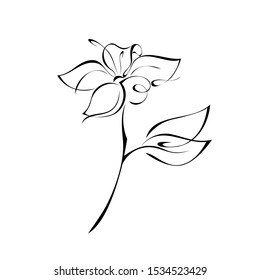 blooming flower with large petals on the stem with leaves in black lines on a white background