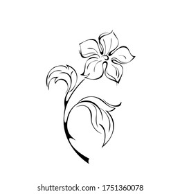 blooming flower with large petals on the stem with leaves in black lines on a white background