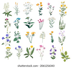 Blooming flowers and leaves, wildflowers and blossom of botany. Isolated chamomile and daisy, decorative branches and wildlife. Medicinal herbs, gerberas and poppy. Vector in flat style illustration