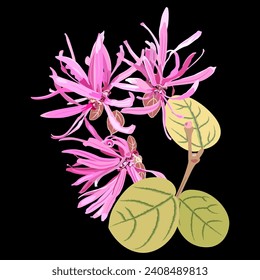 Blooming flowers of Loropetalum Chinense plant. Chinese fringe flower or strap flower. Pink blossom and green leaves on black background.