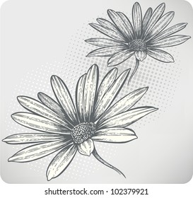 Blooming flowers Osteospermum, hand-drawing. Vector illustration.