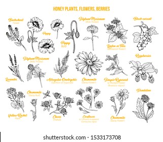 Blooming flowers poster free hand illustrations set. Honey plants with titles yellow cliparts. Botanical sketches with calligraphy. Monochrome floral blossom and engraved berries design collection