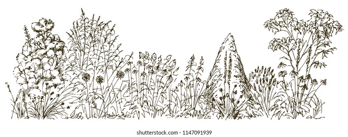 Blooming flowers in summer garden. Hand drawn illustration.