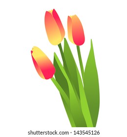 Blooming flowers, tulips