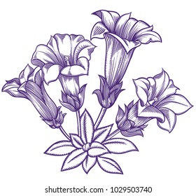 Blooming forest flowers , detailed hand drawn vector illustration. Romantic decorative flower drawing in line art . All sketches objects isolated on white background. Vector sketch of blooming flowers