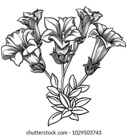 Blooming forest flowers , detailed hand drawn vector illustration. Romantic decorative flower drawing in line art . All sketches objects isolated on white background. Vector sketch of blooming flowers