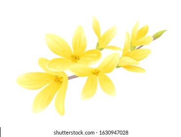 Blooming Forsythia isolated on white. Vector cartoon branch of yellow Forsythia flowers. Spring flowering.