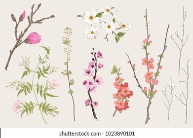 Blooming gargen. Spring Flowers and twig. Magnolia, spirea, cherry blossom, dogwood, jasmine, quince, birch twig. Vintage vector botanical illustration