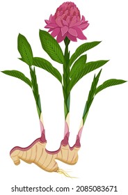 Blooming ginger. Ginger root with stem, leaves and flower. Healing plant