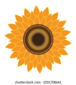 
Blooming golden yellow color sunflower 