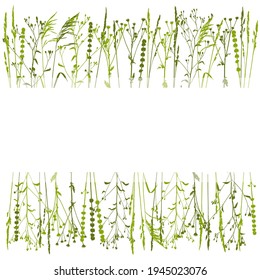 Blooming grasses borders on white background - rows of wild green grass - copy space with grassy silhouettes for natural spring and summer design