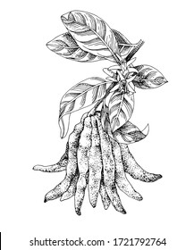 Blooming hand drawn Buddha s fingers citron branch with ripe fruit. Monochrome sketch. Hand drawn vector illustration