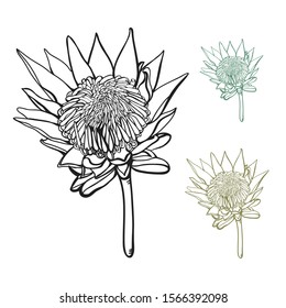 Blooming Hand drawn Protea Flower Vector Illustration 