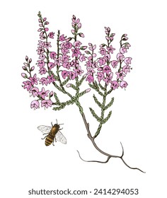 Blooming heather branch and bee