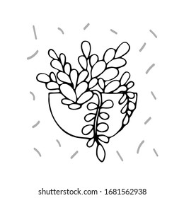 Blooming home flower in a pot stylized indoor flowers for the interior Cartoon minimalistic style Hand-drawn vector stock illustration white isolated background Succulent weaving flower in flower pots